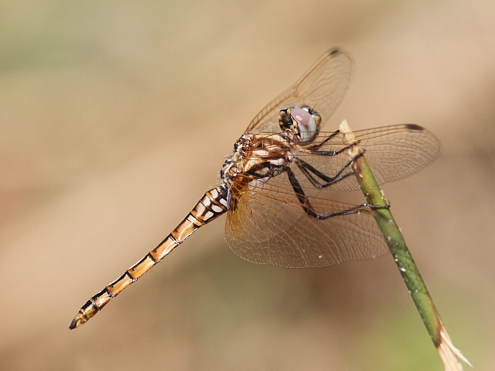 J17_1289 Trithemis annulata imm male.JPG